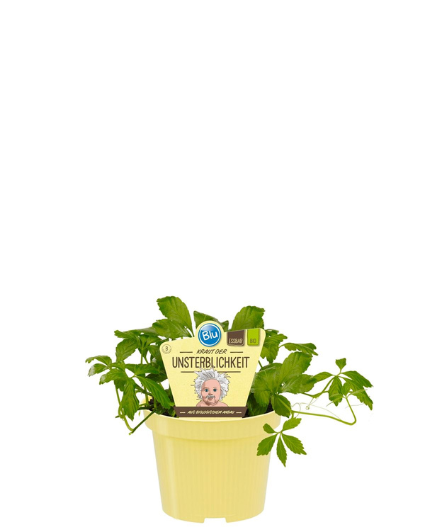 Produktfoto zu Kraut der Unsterblichkeit im Topf BLU Blumen