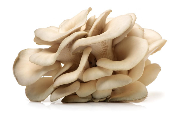 Produktfoto zu Austernpilze 200g