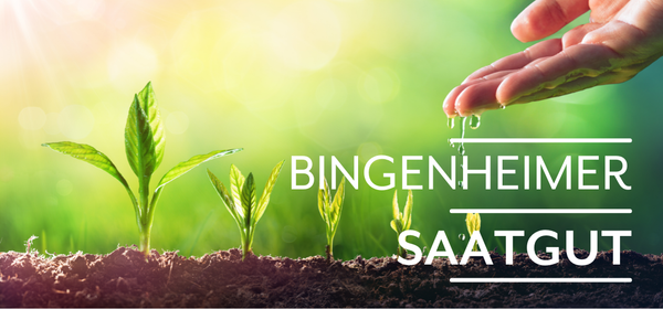 KI generiert: Das Bild zeigt reife Orangen, die an einem Baum hängen. Auf der linken Seite steht der Text "Orangen Kampagne".