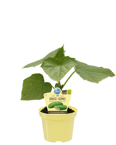 Produktfoto zu Mini Snack Gurke im Topf BLU Blumen
