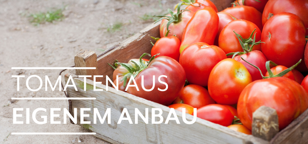 KI generiert: Das Bild zeigt reife Orangen, die an einem Baum hängen. Auf der linken Seite steht der Text "Orangen Kampagne".