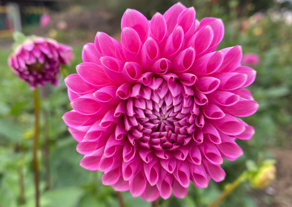 Produktfoto zu Pflanzknolle Dahlie Sandra Nr. 23  90 cm