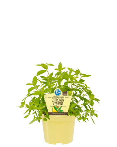 Produktfoto zu Zitronenverbene im Topf BLU Blumen