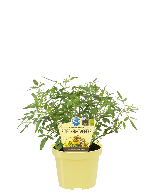 Produktfoto zu Zitronentagetes im Topf BLU Blumen