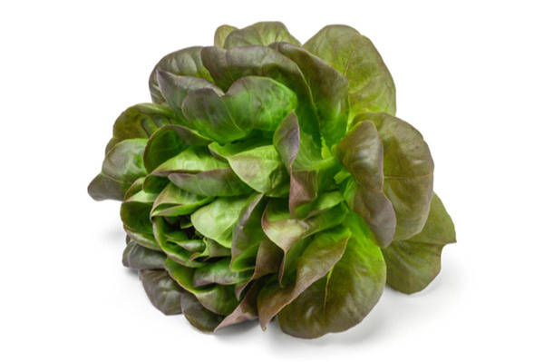 Produktfoto zu Kopfsalat rot