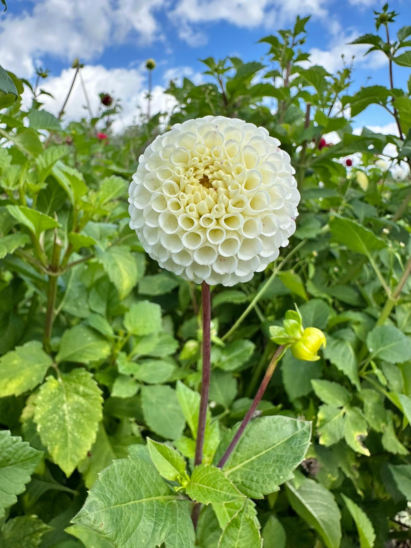 Produktfoto zu Pflanzknolle Pompondahlie Small world Nr. 62