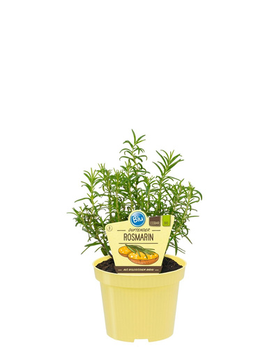 Produktfoto zu Rosmarin im Topf BLU Blumen