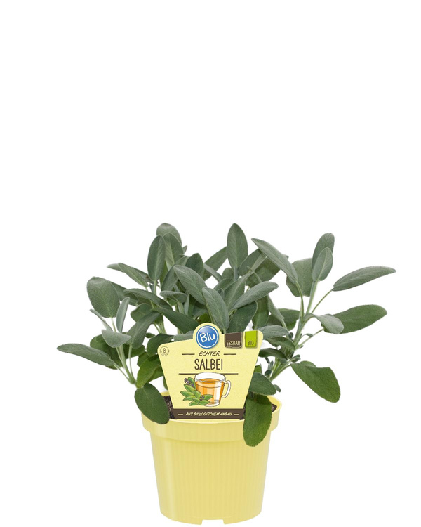 Produktfoto zu Echter Salbei im Topf BLU Blumen