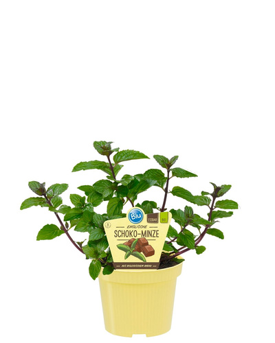 Produktfoto zu Schokominze im Topf BLU Blumen
