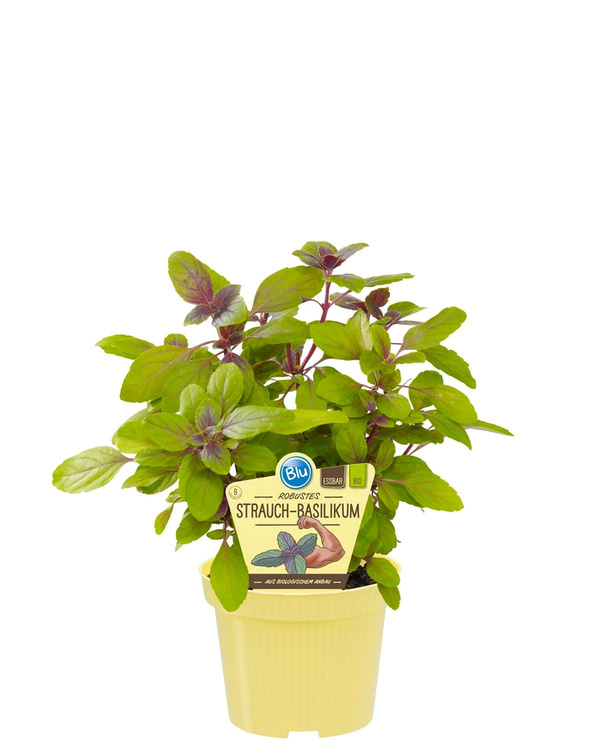 Produktfoto zu Strauchbasilikum im Topf BLU Blumen