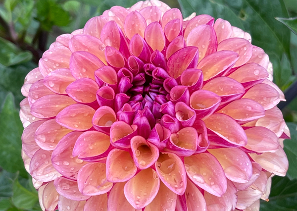 Produktfoto zu Pflanzknolle Dahlien Palmares Nr. 25