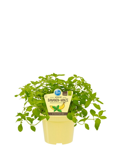 Produktfoto zu Bananenminze im Topf BLU Blumen