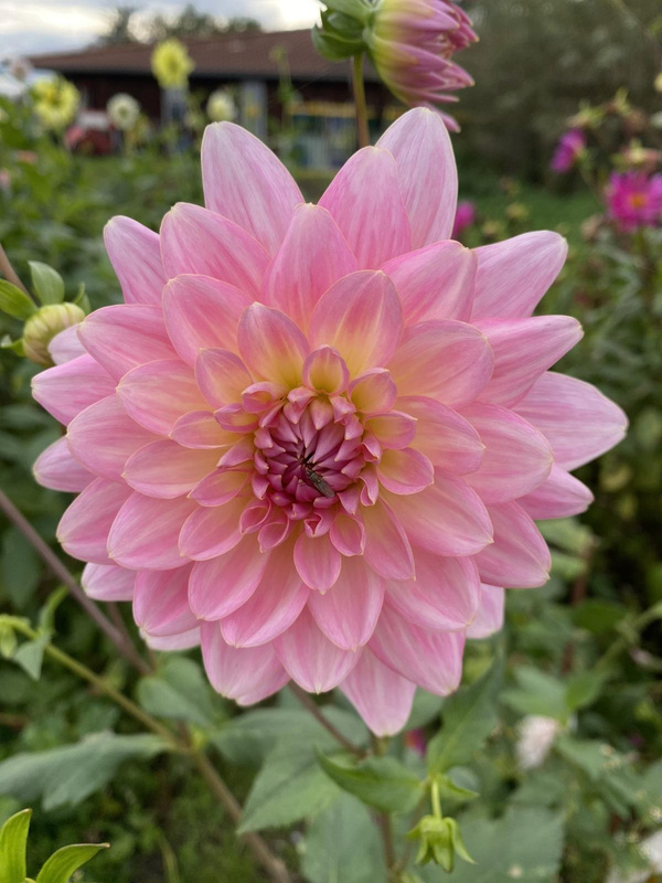 Produktfoto zu Pflanzknolle Seerosendahlie Gerrie Hoek Nr. 49