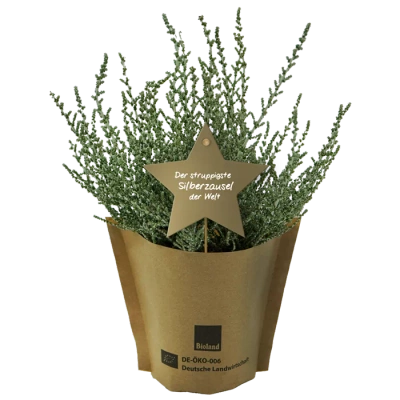 Produktfoto zu Tisch-Weihnachtsbäumchen "Silberzausel" Gärtnerei Blu