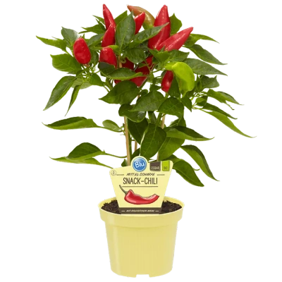 Produktfoto zu Snack Chili im Topf BLU Blumen