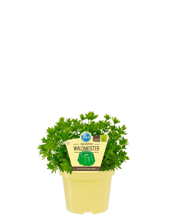 Produktfoto zu Waldmeister im Topf BLU Blumen