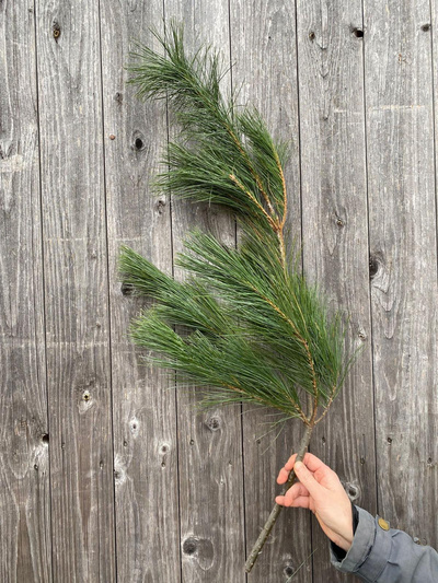 Produktfoto zu Kiefernzweig unbehandelt (nicht biozertifiziert)