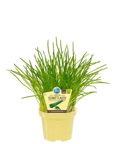 Produktfoto zu Gartenschnittlauch im Topf BLU Blumen