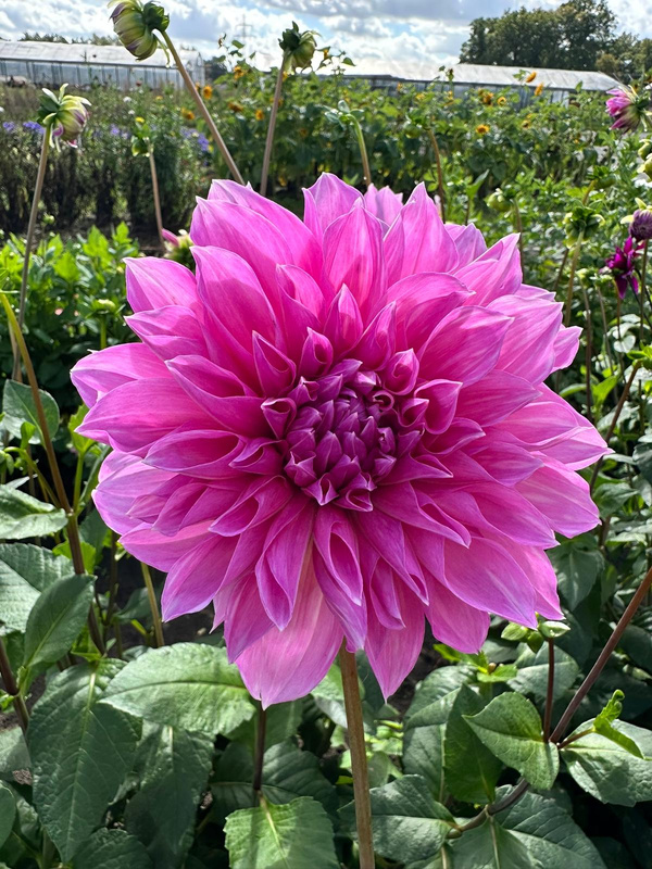 Produktfoto zu Pflanzknolle Dahlie Lavender Perfection Nr. 28