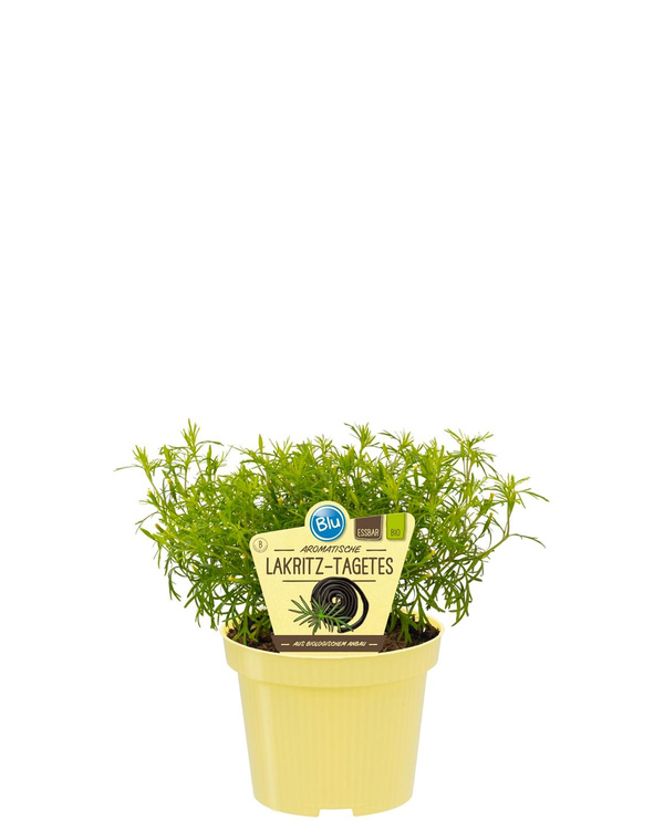 Produktfoto zu Lakritztagetes im Topf BLU Blumen