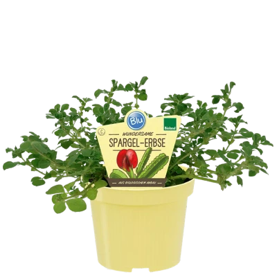 Produktfoto zu Spargelerbse im Topf BLU Blumen