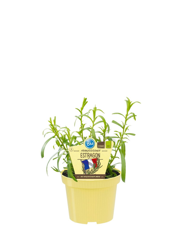 Produktfoto zu Estragon im Topf BLU Blumen
