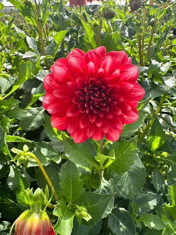 Produktfoto zu Pflanzknolle Dahlie rot mit weißen Spitzen Nr. 63