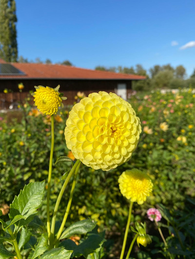 Produktfoto zu Pflanzknolle Pompon Dahlie gelb Nr. 15