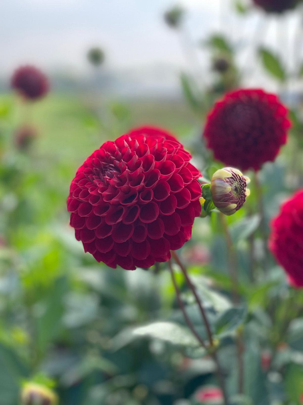 Produktfoto zu Pflanzknolle Pompon-Dahlie rot Nr. 10  100 cm