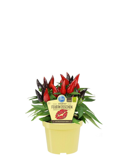Produktfoto zu Chili Feuerküsschen im Topf BLU Blumen