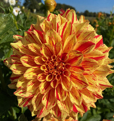 Produktfoto zu Pflanzknolle Dahlie gelb-rot Nr. 20