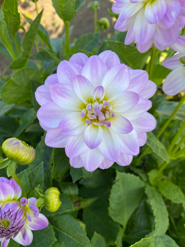 Produktfoto zu Pflanzknolle Dahlie pink weiß Nr. 6  100 cm